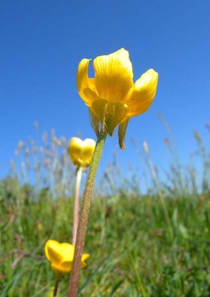 Pflanzenbild gross Knolliger Hahnenfuss - Ranunculus bulbosus