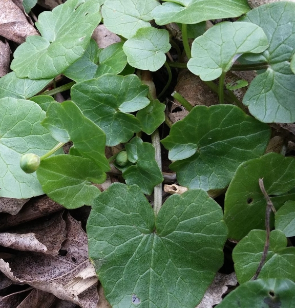 Pflanzenbild gross Scharbockskraut - Ranunculus ficaria