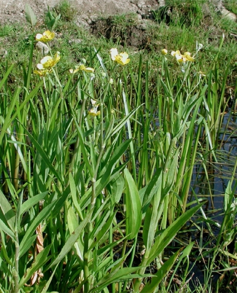 Pflanzenbild gross Grosser Sumpf-Hahnenfuss - Ranunculus lingua