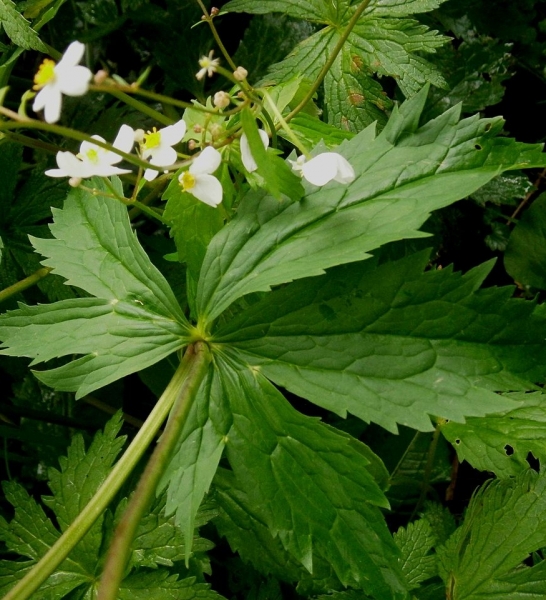 Pflanzenbild gross Eisenhutblättriger Hahnenfuss - Ranunculus aconitifolius
