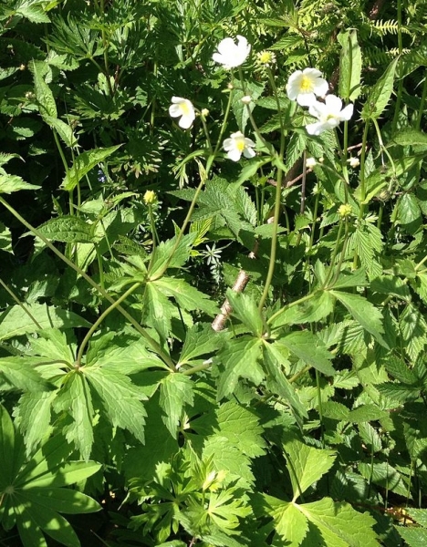 Pflanzenbild gross Platanenblättriger Hahnenfuss - Ranunculus platanifolius