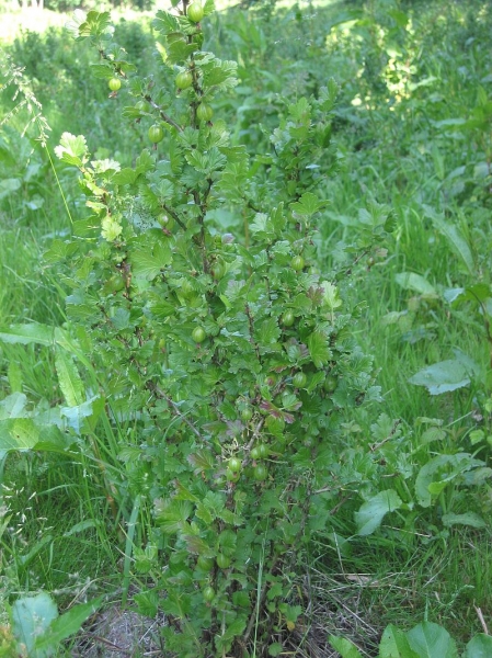 Pflanzenbild gross Stachelbeere - Ribes uva-crispa
