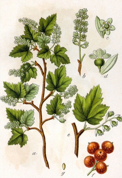 Pflanzenbild gross Alpen-Johannisbeere - Ribes alpinum