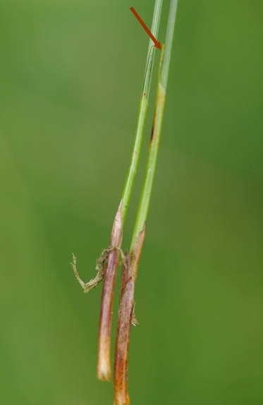 Pflanzenbild gross Rasen-Haarbinse - Trichophorum cespitosum