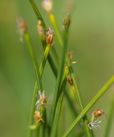 Pflanzenbild gross Rasen-Haarbinse - Trichophorum cespitosum
