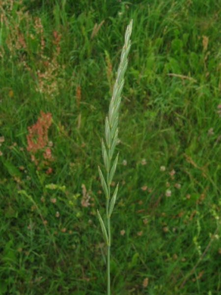 Pflanzenbild gross Kriechende Quecke - Elymus repens