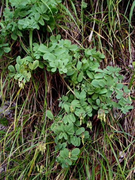 Pflanzenbild gross Berg-Kronwicke - Coronilla coronata