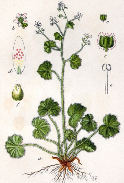 Pflanzenbild gross Rundblättriger Steinbrech - Saxifraga rotundifolia