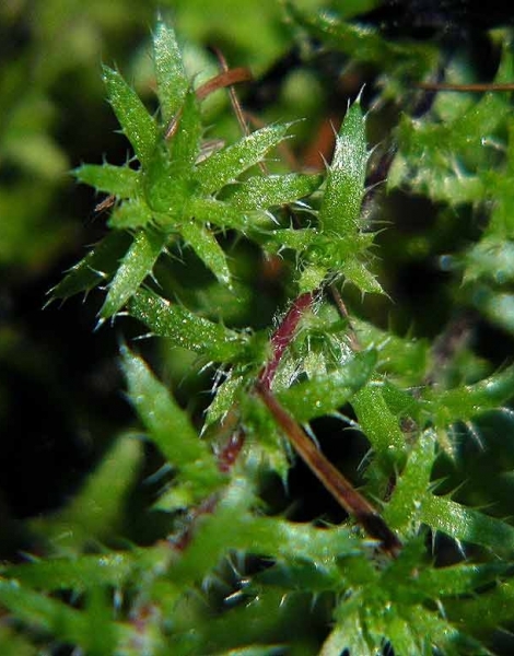 Pflanzenbild gross Rauer Steinbrech - Saxifraga aspera