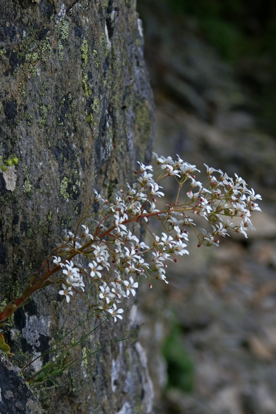 Pflanzenbild gross Strauss-Steinbrech - Saxifraga cotyledon
