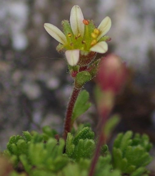 Pflanzenbild gross Moschus-Steinbrech - Saxifraga exarata subsp. moschata