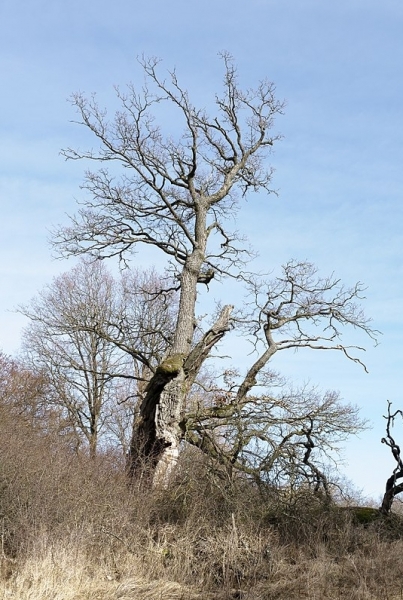 Pflanzenbild gross Stiel-Eiche - Quercus robur