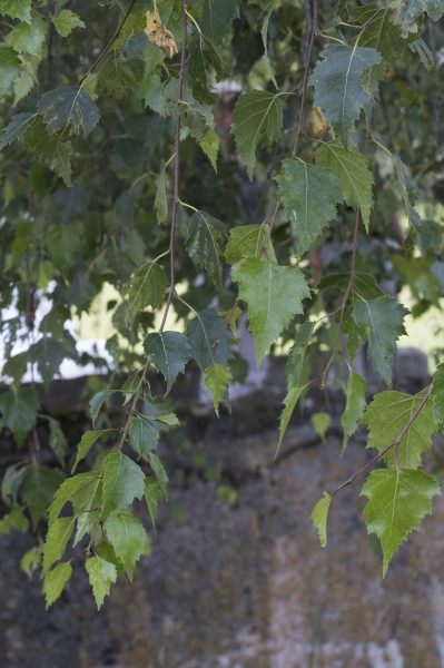Pflanzenbild gross Hänge-Birke - Betula pendula