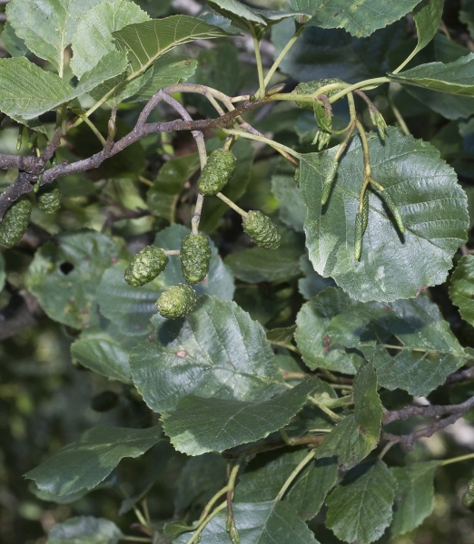 Pflanzenbild gross Schwarz-Erle - Alnus glutinosa