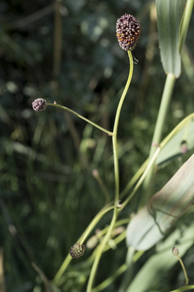 Pflanzenbild gross Grosser Wiesenknopf - Sanguisorba officinalis