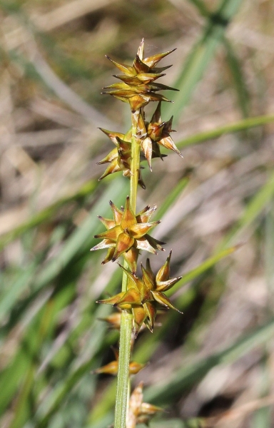 Pflanzenbild gross Igelfrüchtige Segge - Carex echinata