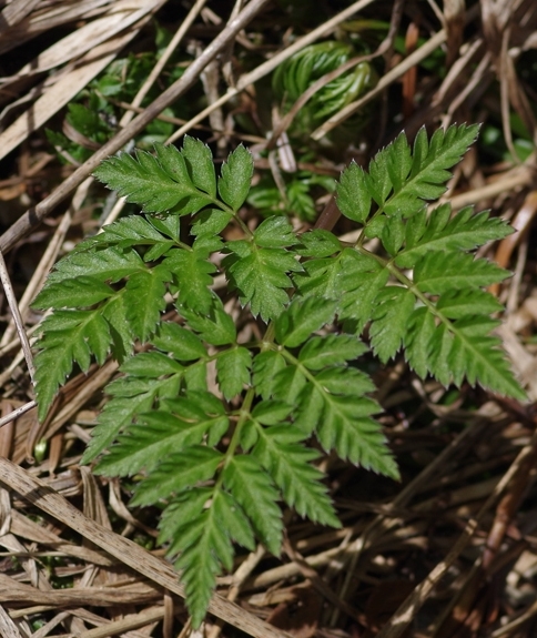 Pflanzenbild gross Wiesen-Kerbel - Anthriscus sylvestris