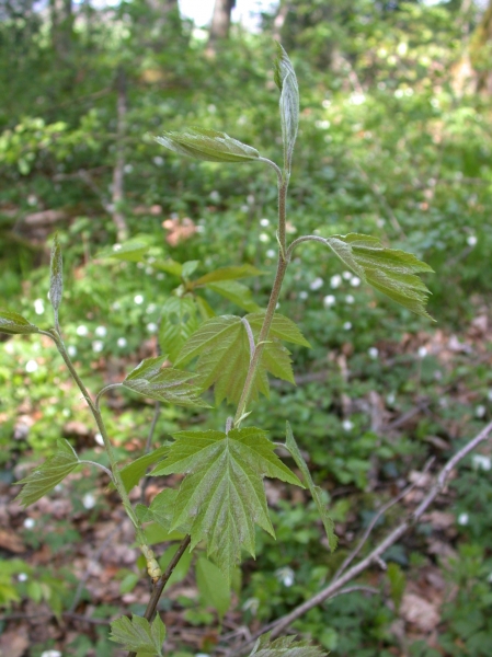 Pflanzenbild gross Elsbeerbaum - Sorbus torminalis