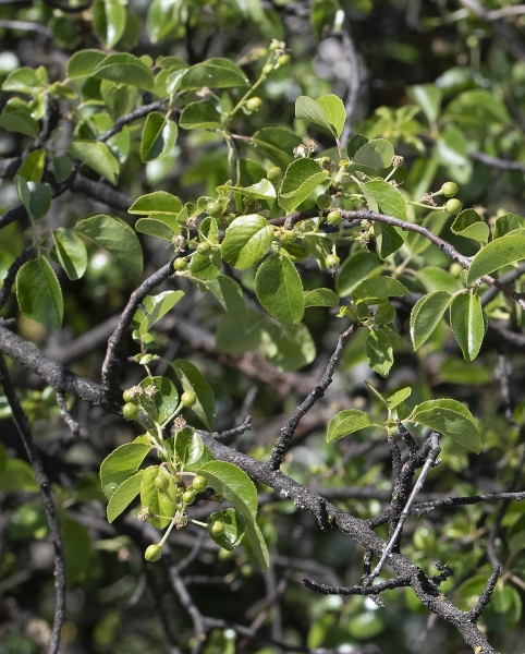 Pflanzenbild gross Felsenkirsche - Prunus mahaleb