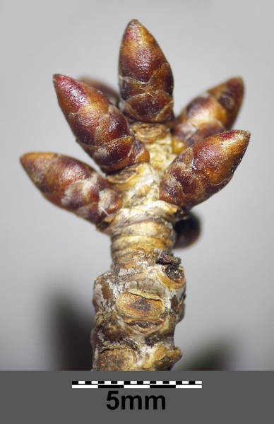 Pflanzenbild gross Felsenkirsche - Prunus mahaleb