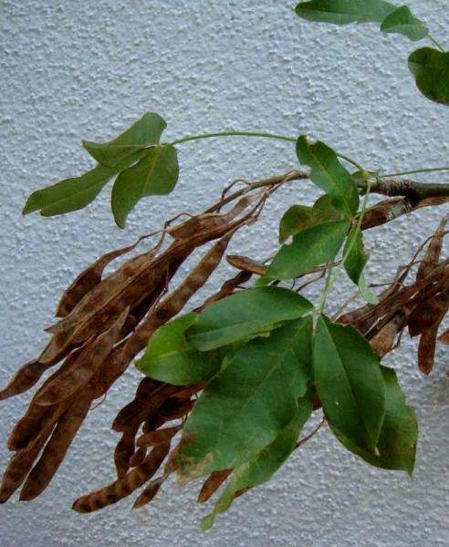 Pflanzenbild gross Gemeiner Goldregen - Laburnum anagyroides