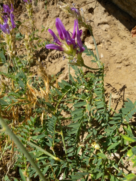 Pflanzenbild gross Esparsetten-Tragant - Astragalus onobrychis