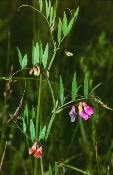 Pflanzenbild gross Sumpf-Platterbse - Lathyrus palustris