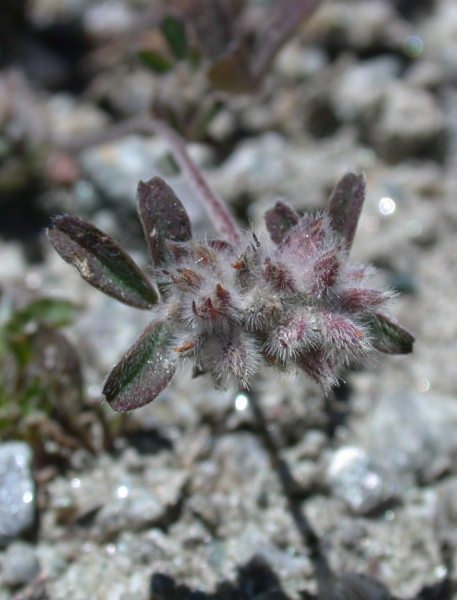 Pflanzenbild gross Stein-Klee - Trifolium saxatile