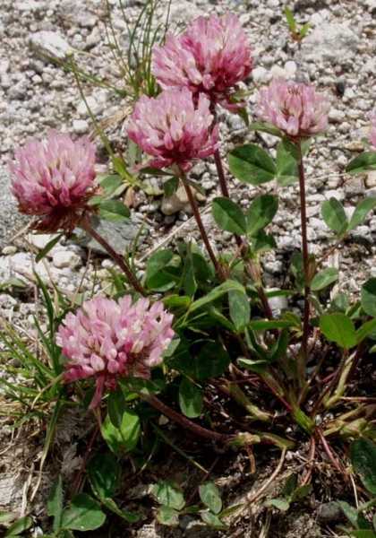 Pflanzenbild gross Rot-Klee - Trifolium pratense