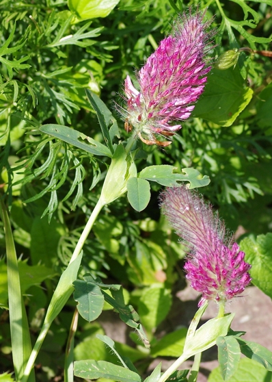 Pflanzenbild gross Purpur-Klee - Trifolium rubens
