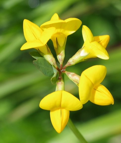 Pflanzenbild gross Gewöhnlicher Hornklee - Lotus corniculatus