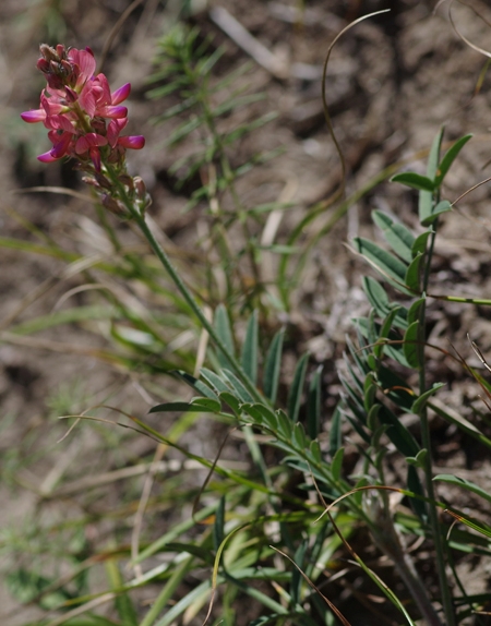 Pflanzenbild gross Saat-Esparsette - Onobrychis viciifolia