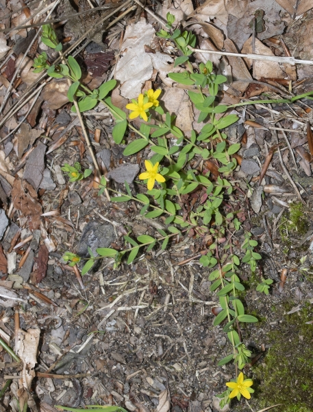 Pflanzenbild gross Niederliegendes Johanniskraut - Hypericum humifusum
