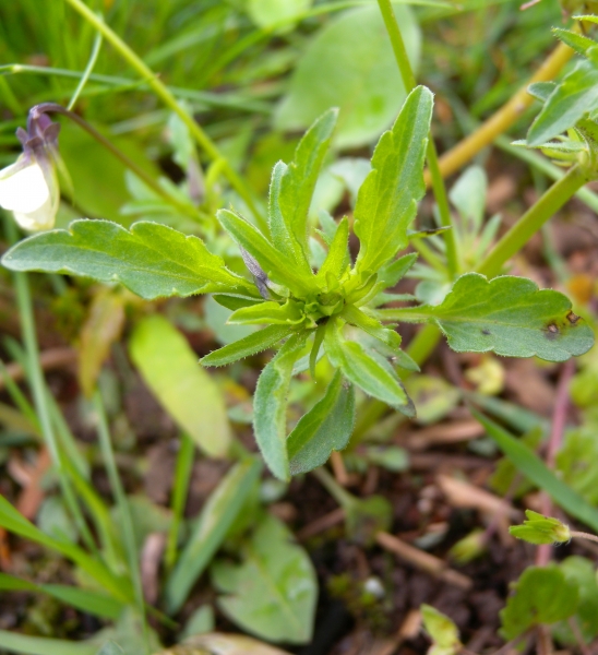Pflanzenbild gross Gewöhnliches Feld-Stiefmütterchen - Viola tricolor