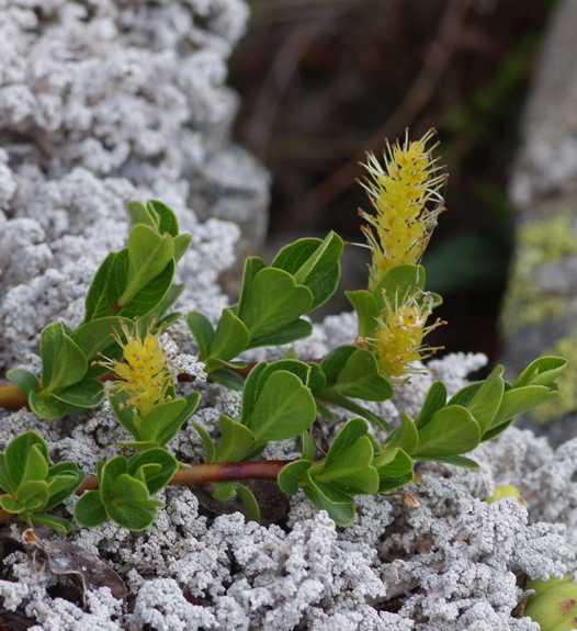 Pflanzenbild gross Stumpfblättrige Weide - Salix retusa