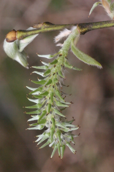 Pflanzenbild gross Grossblättrige Weide - Salix appendiculata