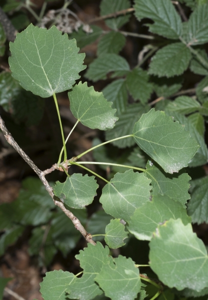Pflanzenbild gross Zitter-Pappel - Populus tremula