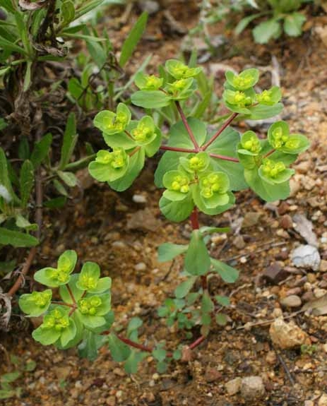 Pflanzenbild gross Sonnenwend-Wolfsmilch - Euphorbia helioscopia