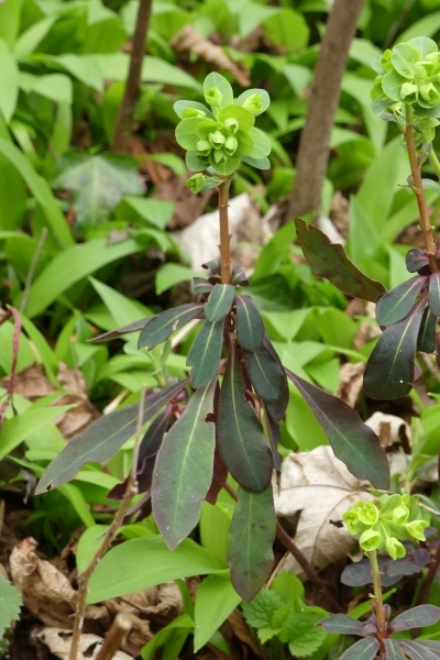 Pflanzenbild gross Mandelblättrige Wolfsmilch - Euphorbia amygdaloides