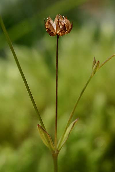 Pflanzenbild gross Purgier-Lein - Linum catharticum