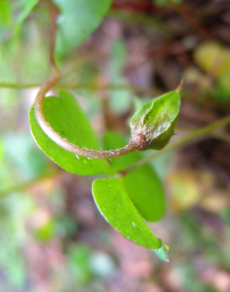 Pflanzenbild gross Wald-Sauerklee - Oxalis acetosella