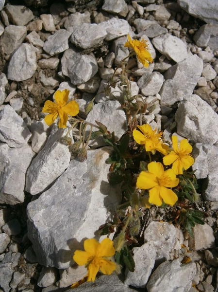 Pflanzenbild gross Alpen-Sonnenröschen - Helianthemum alpestre