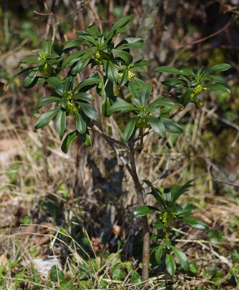 Pflanzenbild gross Lorbeer-Seidelbast - Daphne laureola
