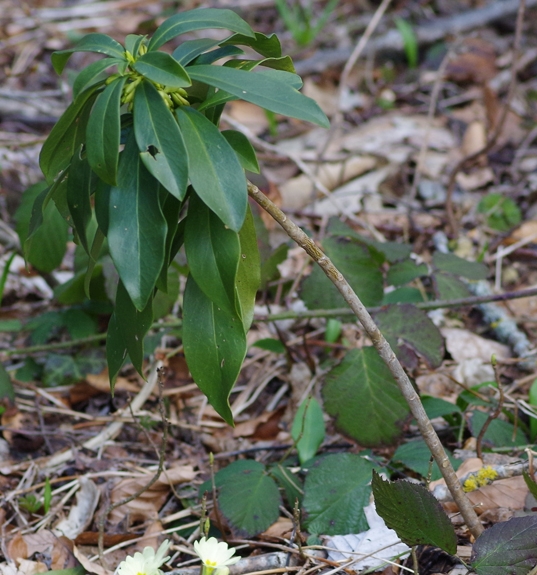 Pflanzenbild gross Lorbeer-Seidelbast - Daphne laureola