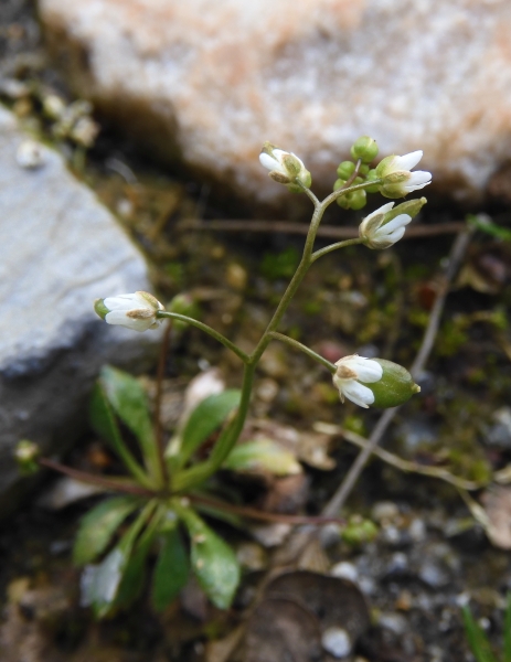 Pflanzenbild gross Frühlings-Hungerblümchen - Erophila verna aggr.