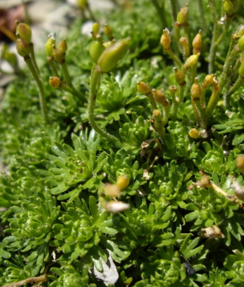 Pflanzenbild gross Steinschmückel - Petrocallis pyrenaica