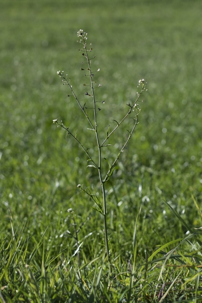Pflanzenbild gross Gemeines Hirtentäschel - Capsella bursa-pastoris
