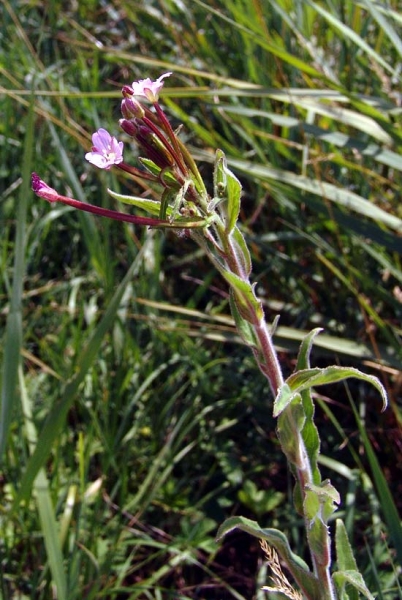 Pflanzenbild gross Kleinblütiges Weidenröschen - Epilobium parviflorum