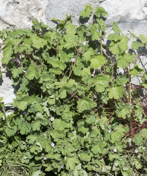 Pflanzenbild gross Rundblättriger Storchschnabel - Geranium rotundifolium