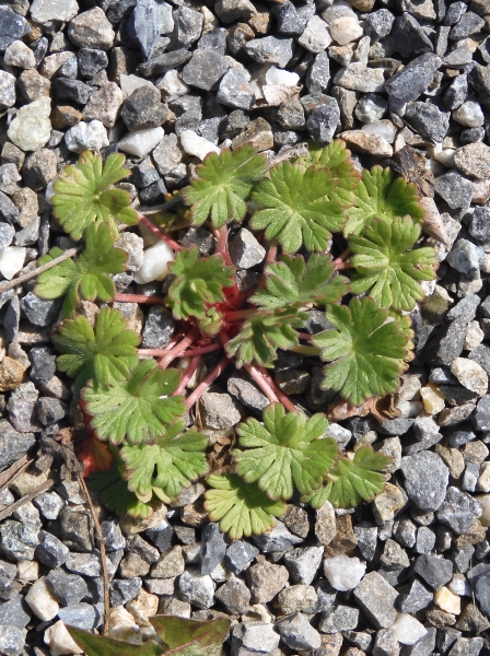 Pflanzenbild gross Rundblättriger Storchschnabel - Geranium rotundifolium